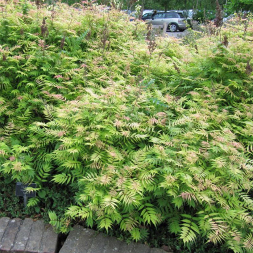 Sibirische Fiederspiere Sem - Sorbaria sorbifolia (Plant habit)