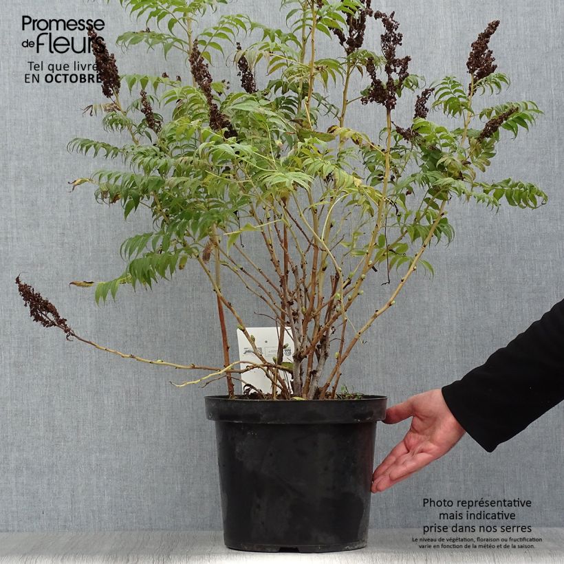Example of Sibirische Fiederspiere Sem - Sorbaria sorbifolia Topf mit 7,5L/10L as you get in automne
