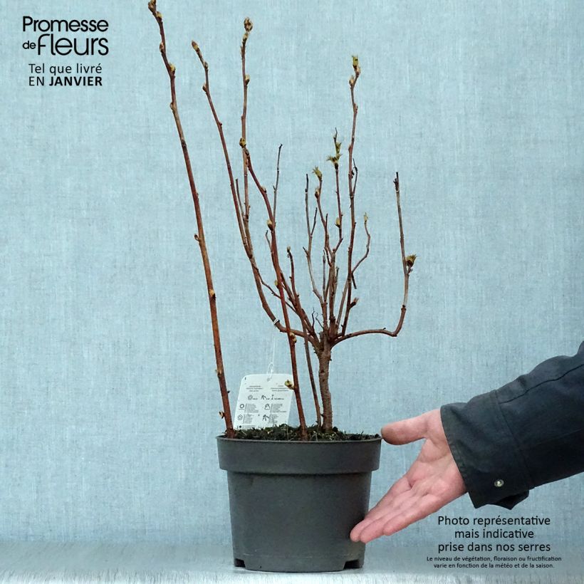 Exemplar von Sibirische Fiederspiere - Sorbaria sorbifolia Topf mit 2L/3L wie im Winter geliefert