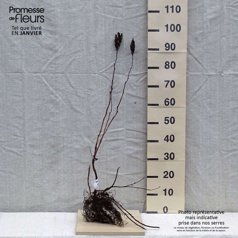 Example of Sibirische Fiederspiere - Sorbaria sorbifolia Wurzelnackt as you get in hiver