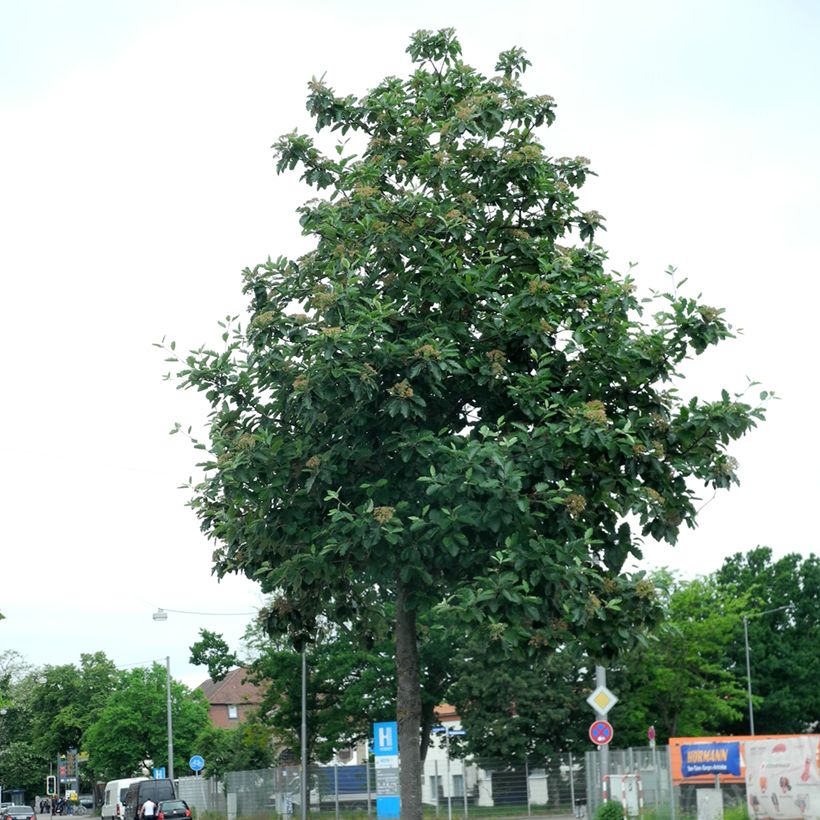 Mehlbeere Brouwers - Sorbus intermedia (Plant habit)
