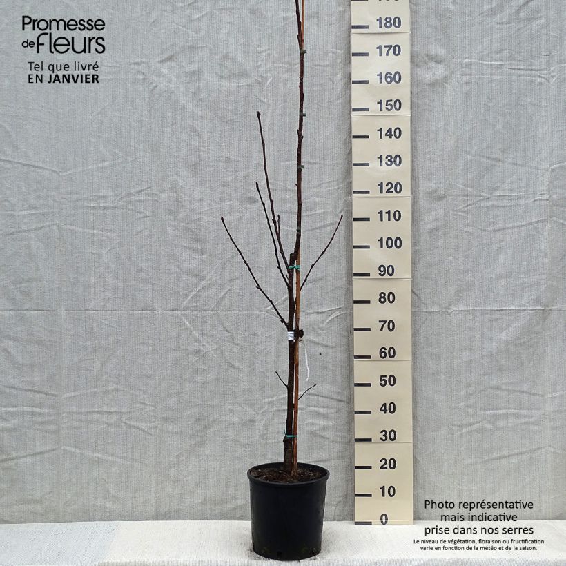 Exemplar von Mehlbeere Brouwers - Sorbus intermedia Topf mit 12L/15L wie im Winter geliefert