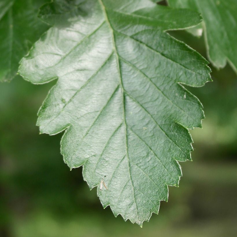 Mehlbeere Brouwers - Sorbus intermedia (Foliage)