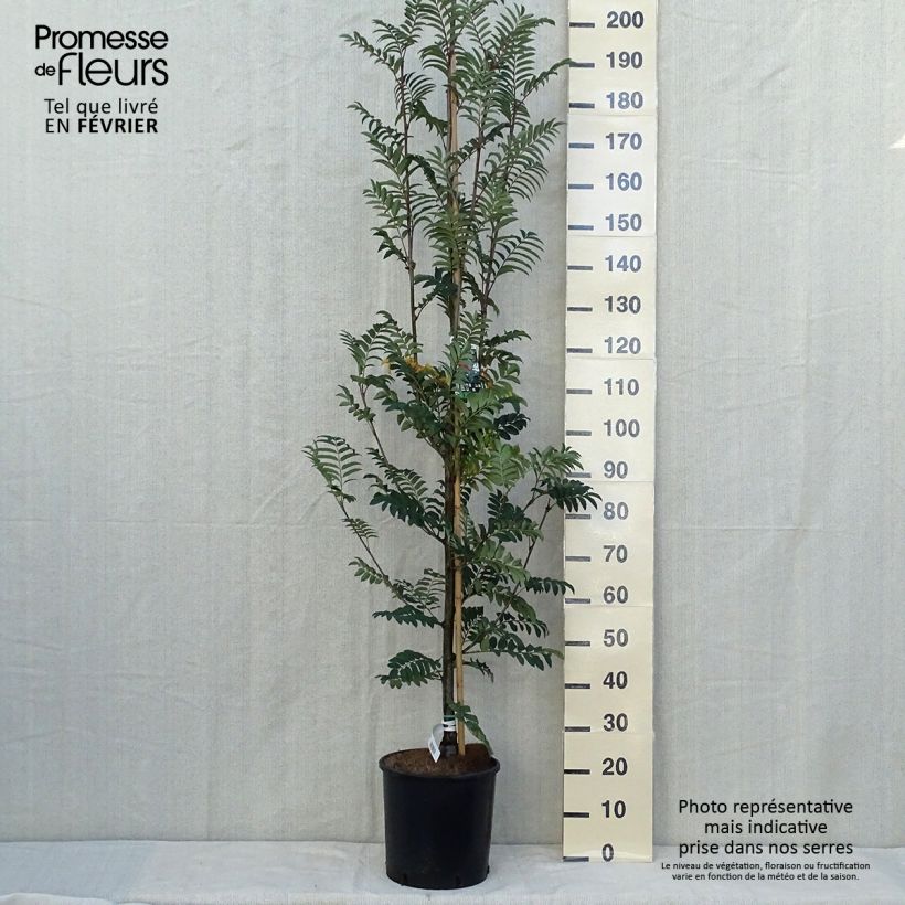 Example of Vogelbeere Sheerwater Seedling - Sorbus aucuparia Topf mit 12L/15L as you get in automne