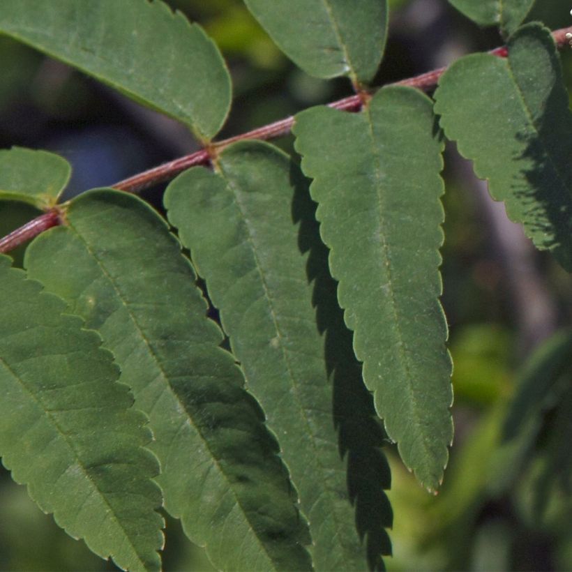 Vogelbeere Sheerwater Seedling - Sorbus aucuparia (Foliage)