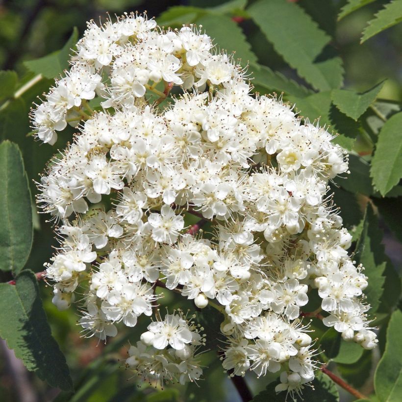 Vogelbeere Sheerwater Seedling - Sorbus aucuparia (Flowering)