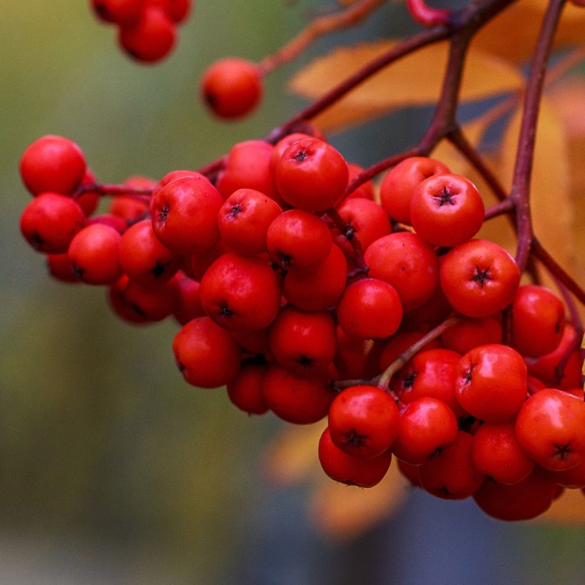 Vogelbeere Sheerwater Seedling - Sorbus aucuparia (Harvest)
