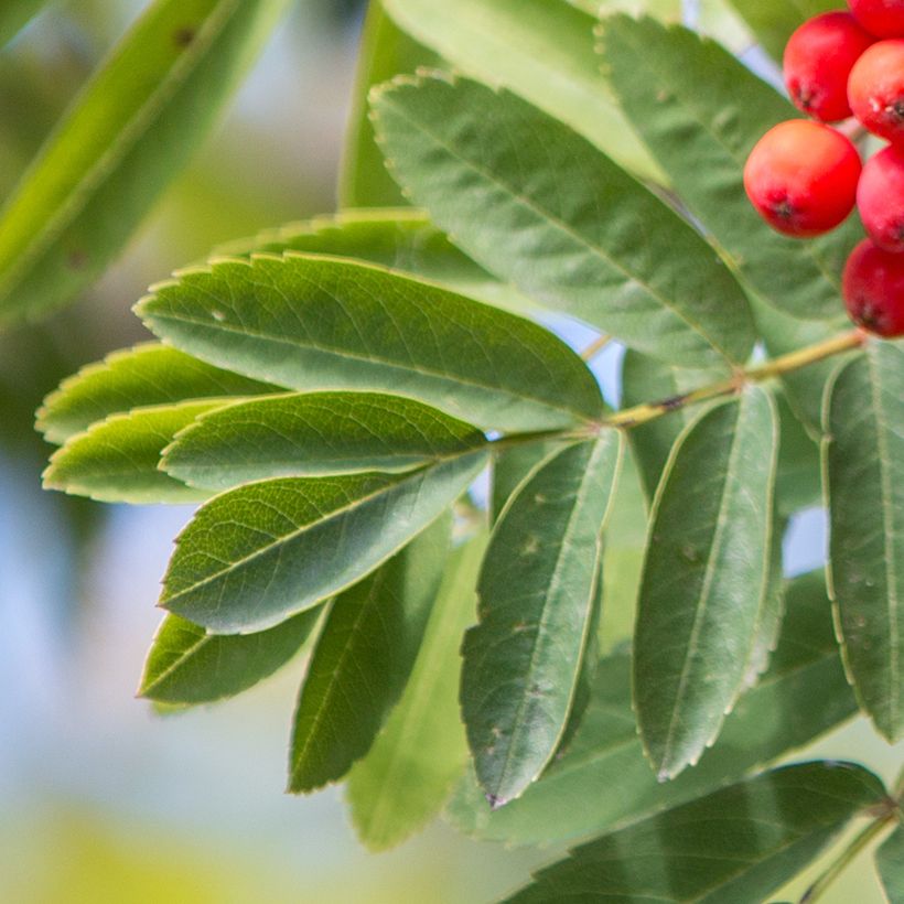 Vogelbeere Wettra - Sorbus aucuparia (Foliage)