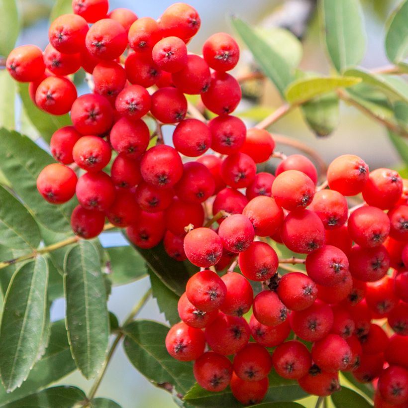 Vogelbeere Wettra - Sorbus aucuparia (Harvest)