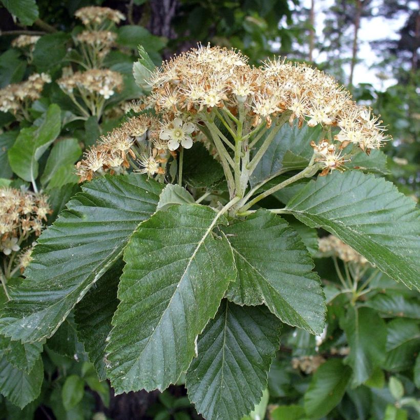 Echte Mehlbeere - Sorbus aria (Foliage)