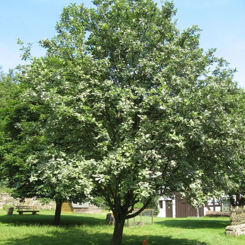 Echte Mehlbeere - Sorbus aria (Plant habit)