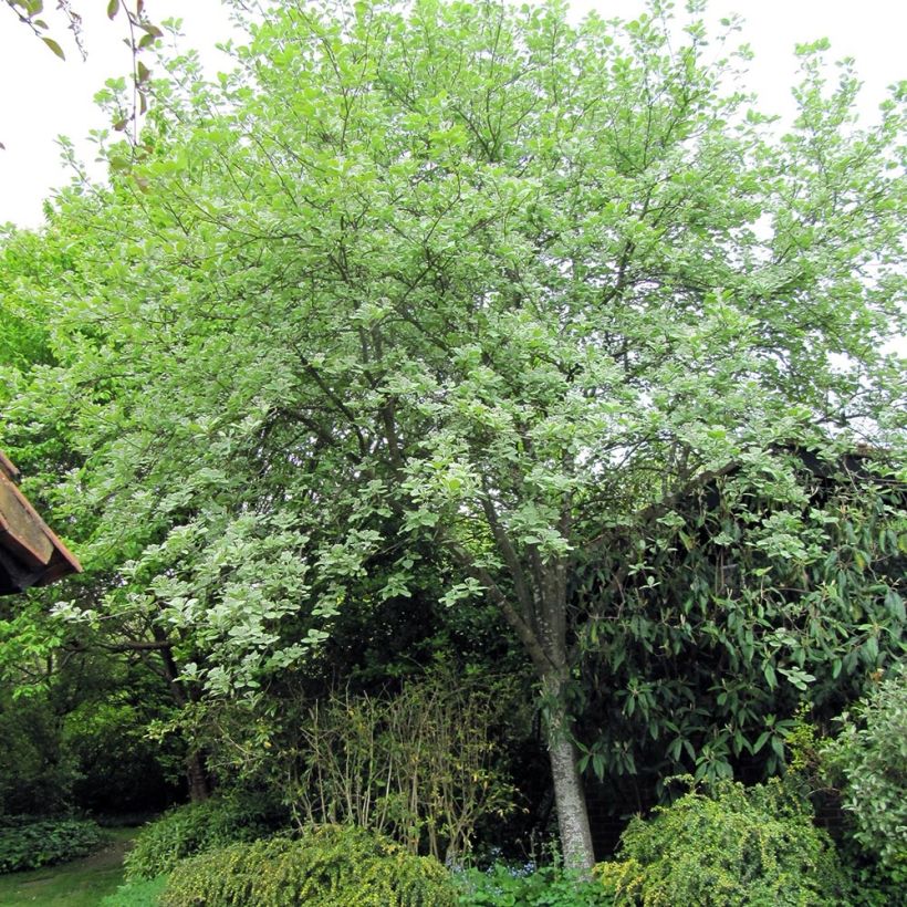 Echte Mehlbeere Lutescens - Sorbus aria (Plant habit)