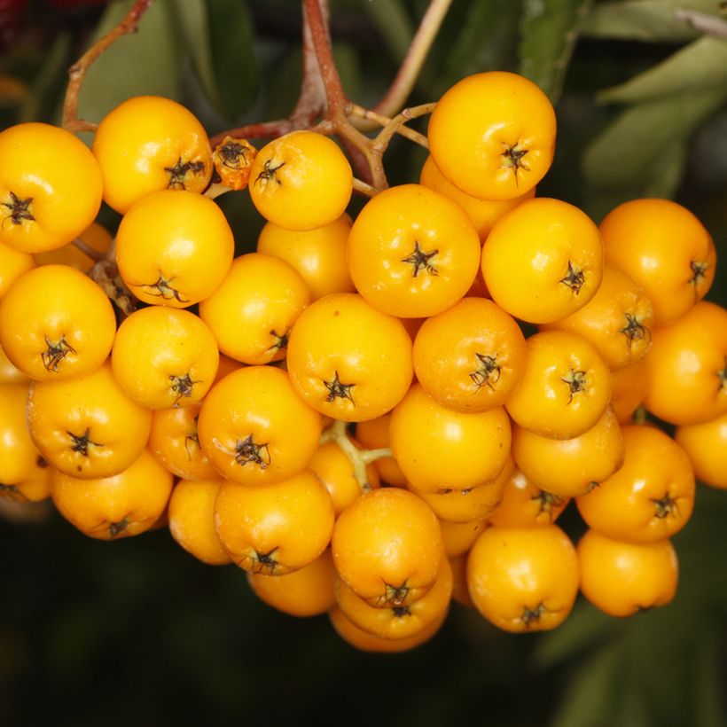 Mehlbeere Copper Glow - Sorbus x arnoldiana (Harvest)