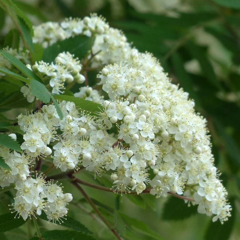 Vogelbeere Autumn Spire - Sorbus aucuparia (Flowering)