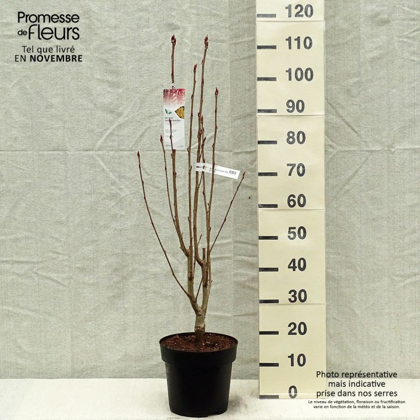 Example of Vogelbeere Autumn Spire - Sorbus aucuparia Topf mit 4L/5L as you get in automne