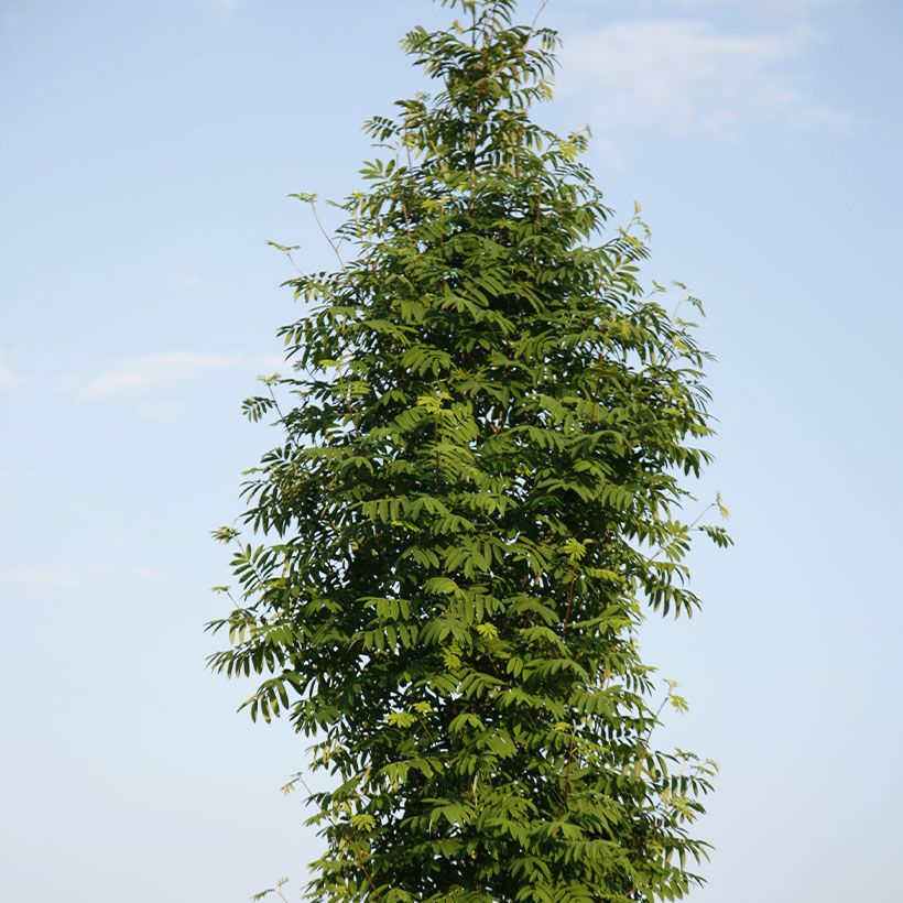 Vogelbeere Fingerprint PBR - Sorbus aucuparia (Plant habit)
