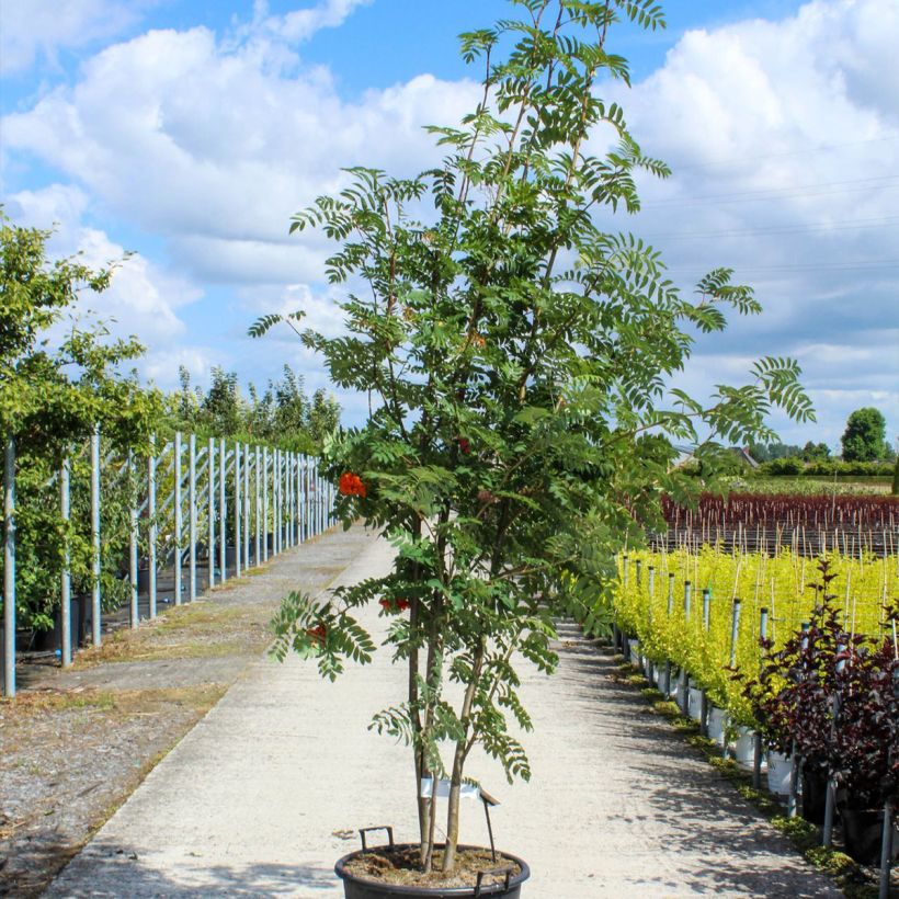 Example of Vogelbeere - Sorbus aucuparia Topf mit 70L/75L as you get in printemps