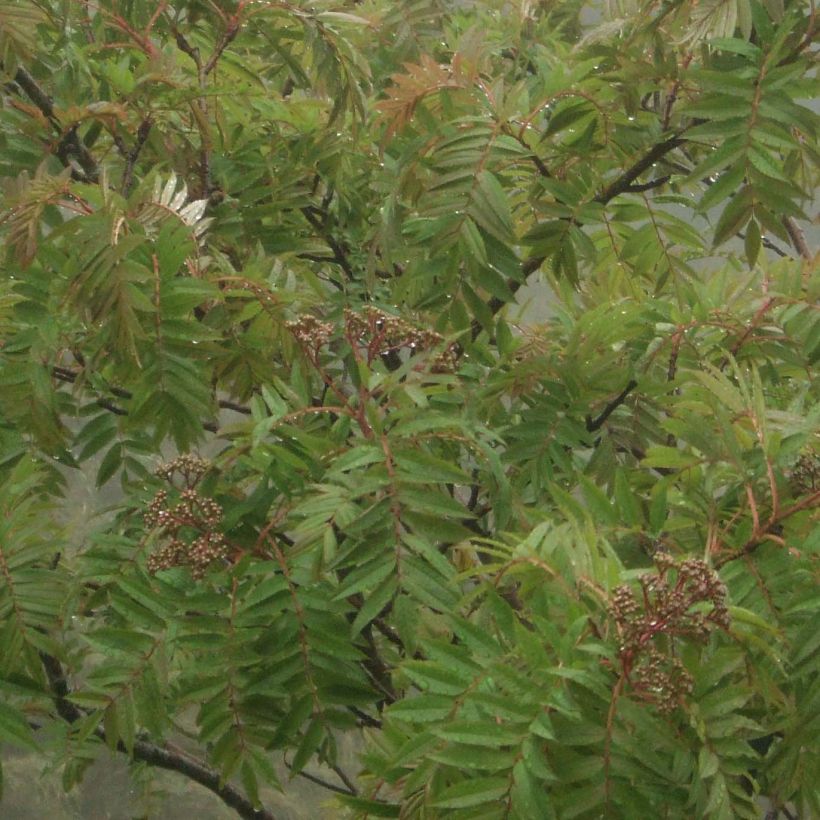 Taiwan-Vogelbeere - Sorbus randaiensis (Foliage)