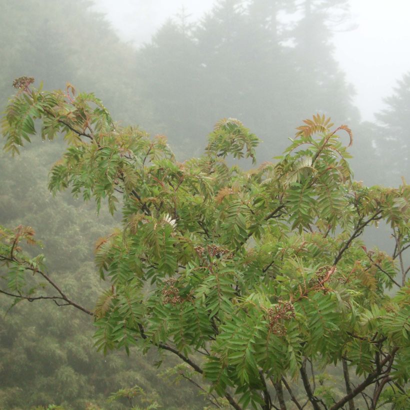 Taiwan-Vogelbeere - Sorbus randaiensis (Plant habit)