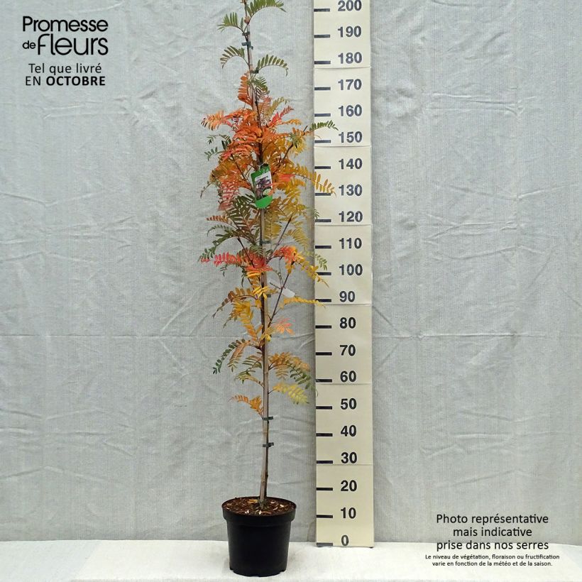 Example of Leitern-Eberesche - Sorbus scalaris Topf mit 7,5L/10L as you get in automne