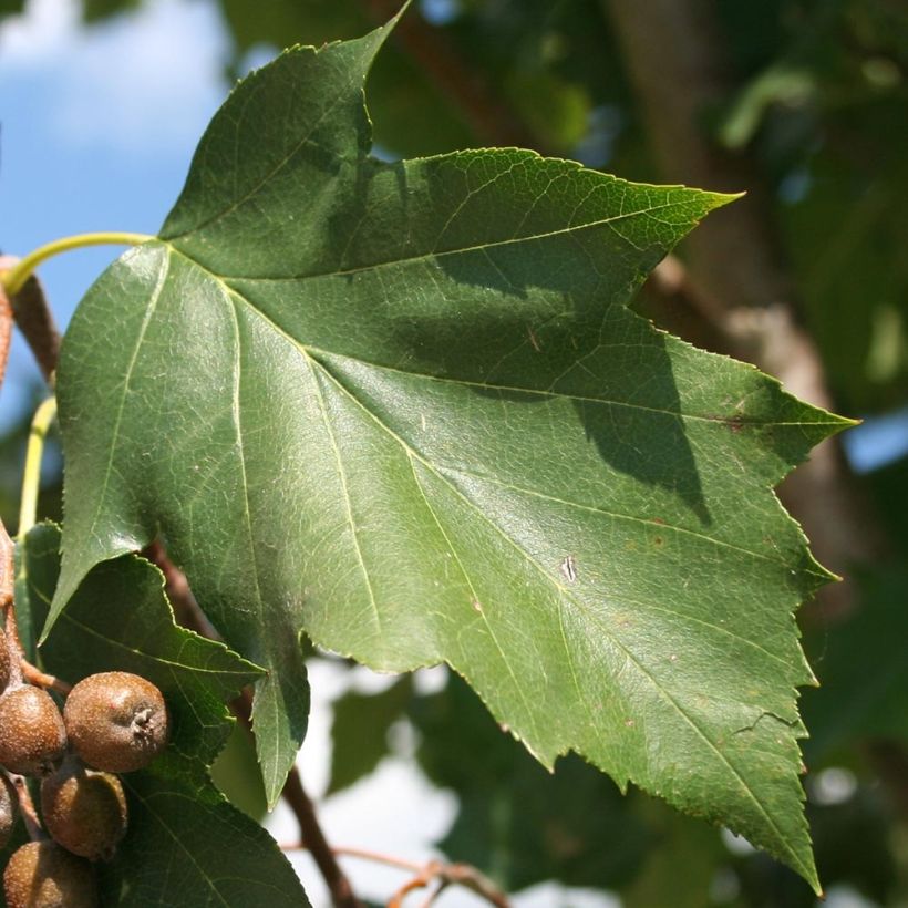 Elsbeere - Sorbus torminalis (Foliage)