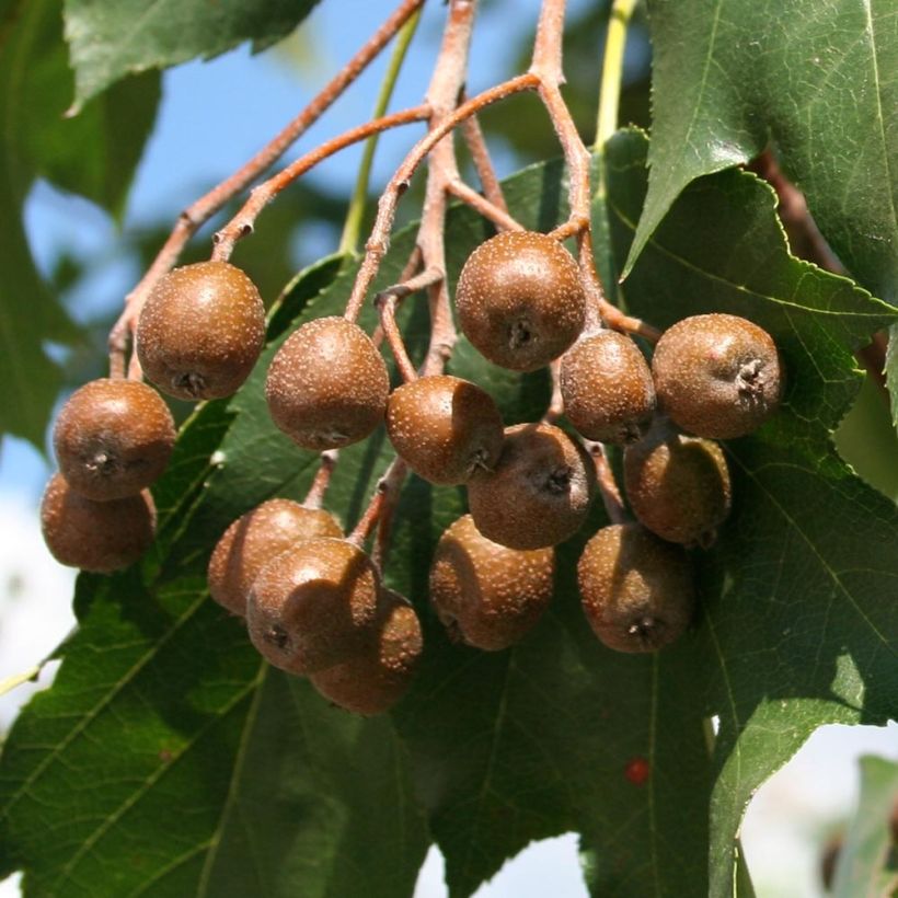 Elsbeere - Sorbus torminalis (Harvest)
