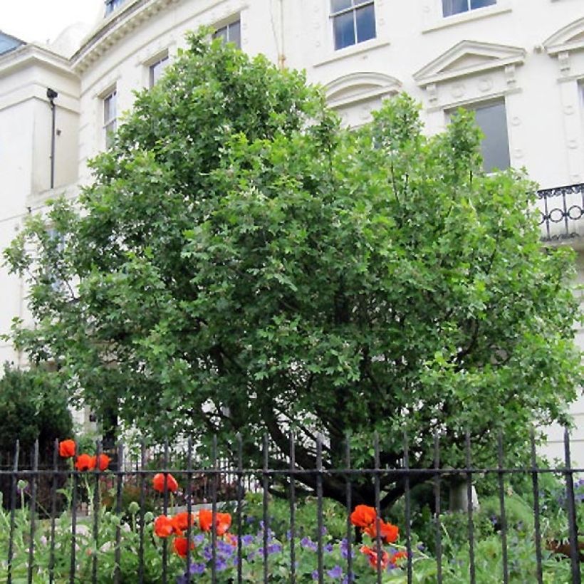 Elsbeere - Sorbus torminalis (Plant habit)