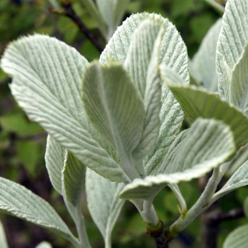 Mehlbeere - Sorbus wardii (Foliage)