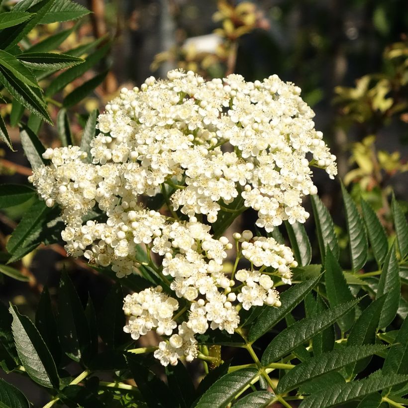 Vogelbeere - Sorbus wilfordii (Blüte)