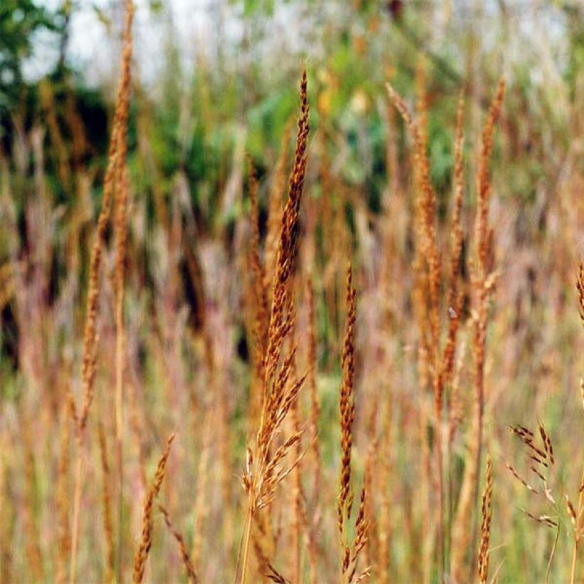Sorghastrum nutans - Indianergras (Flowering)