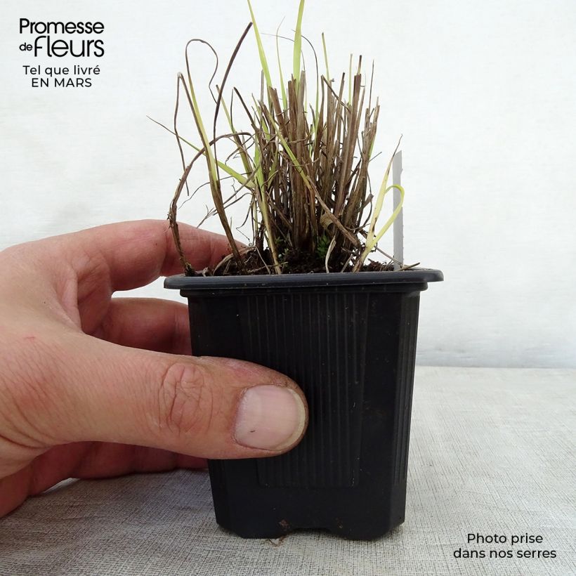 Exemplar von Sorghastrum nutans - Indianergras Kleine Töpfe von 8/9 cm wie im Frühjahr geliefert