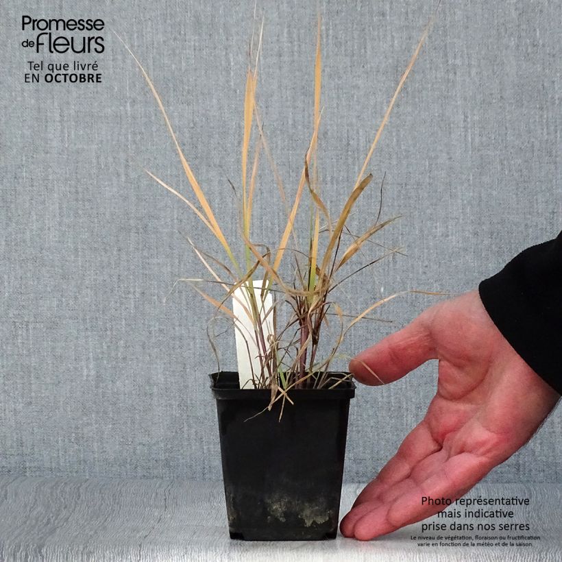 Example of Sorghastrum nutans - Indianergras Kleine Töpfe von 8/9 cm as you get in automne