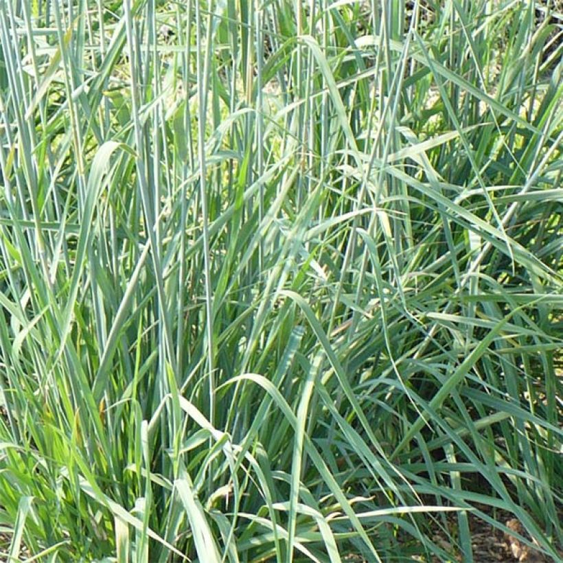 Sorghastrum nutans Sioux Blue - Indianergras (Foliage)