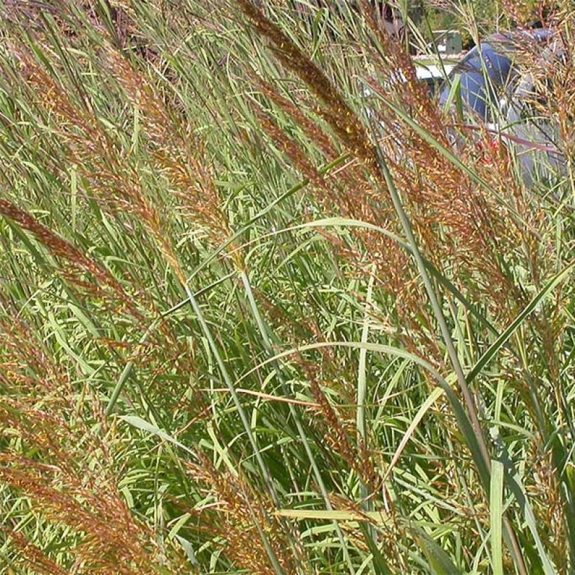 Sorghastrum nutans Sioux Blue - Indianergras (Flowering)