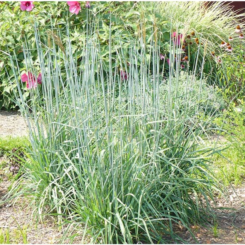 Sorghastrum nutans Sioux Blue - Indianergras (Plant habit)