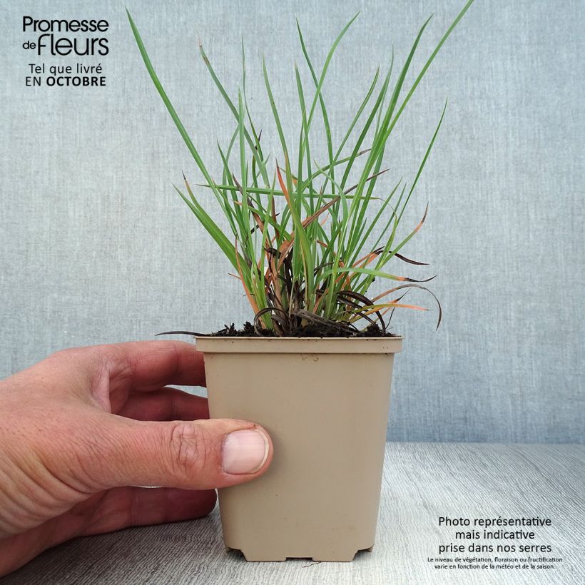 Example of Sorghastrum nutans Sioux Blue - Indianergras Kleine Töpfe von 8/9 cm as you get in automne