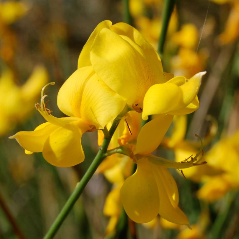 Spartium junceum - Pfriemenginster (Flowering)