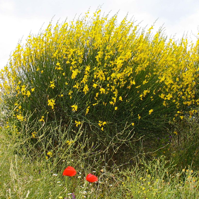 Spartium junceum - Pfriemenginster (Plant habit)