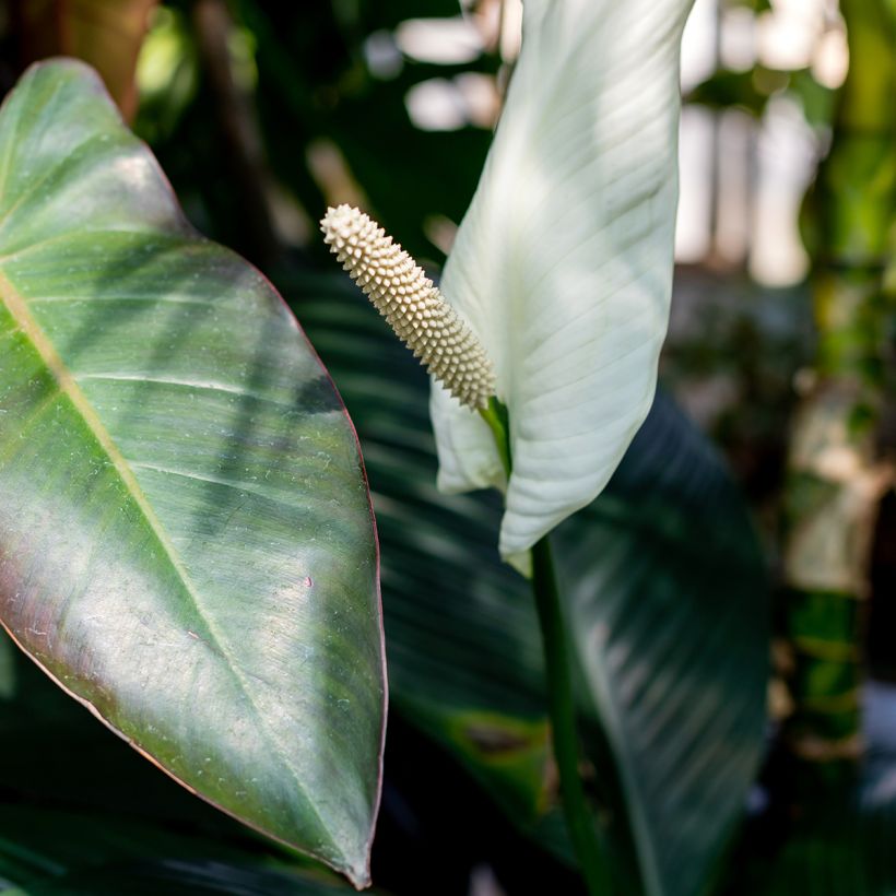 Einblatt - Spathiphyllum Sensation (Blüte)