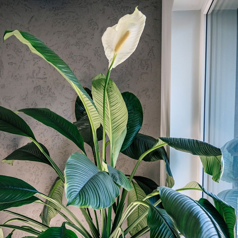 Einblatt - Spathiphyllum Sensation (Wuchs)