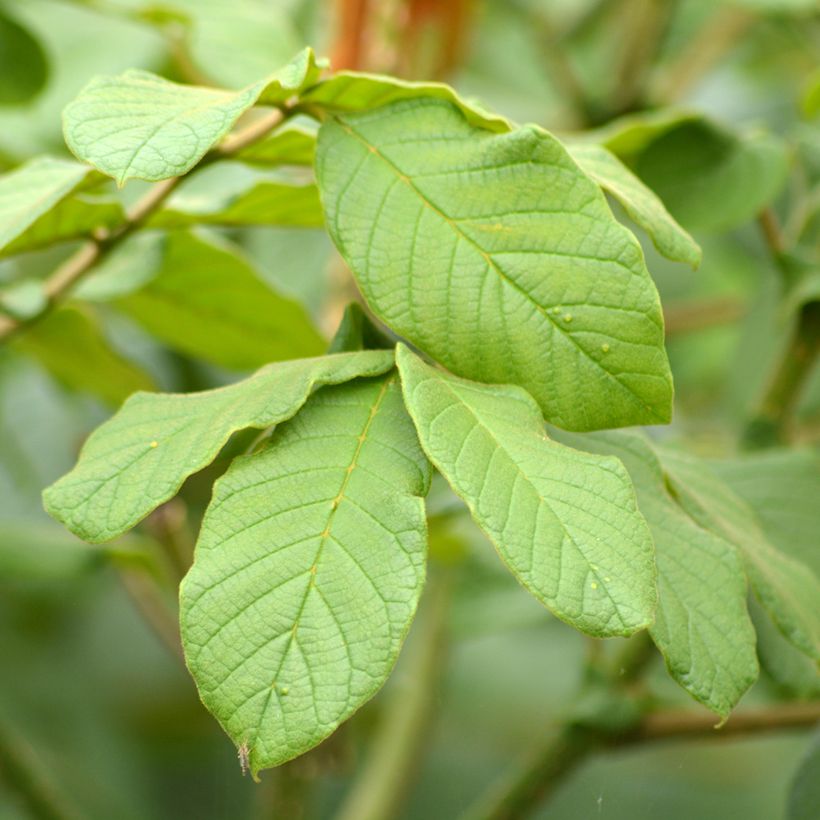 Spathodea campanulata - Afrikanischer Tulpenbaum (Foliage)