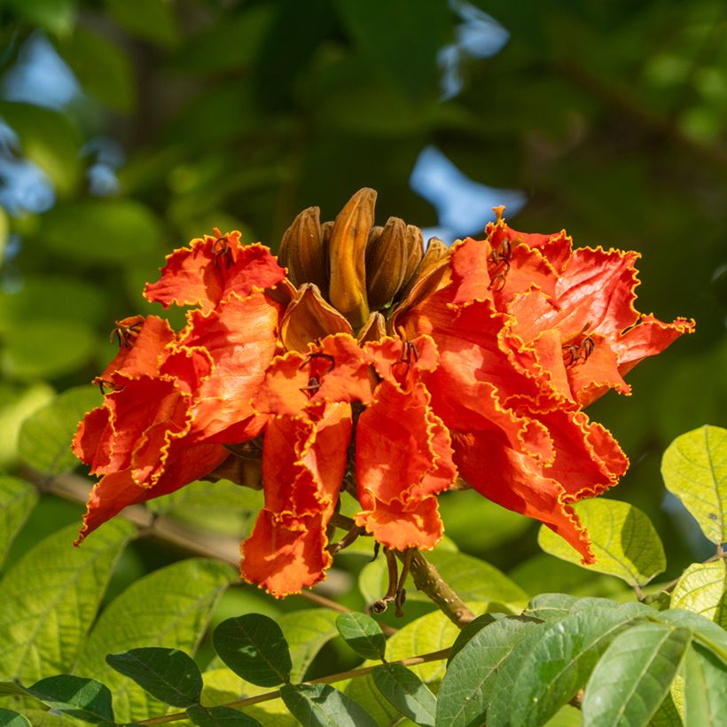 Spathodea campanulata - Afrikanischer Tulpenbaum (Flowering)