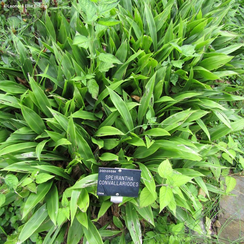 Speirantha convallarioides - Maiglöckchen-Speirantha (Hafen)
