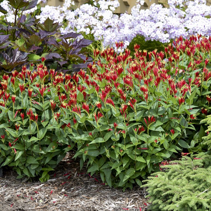 Spigelia marilandica Little Red Head (Wuchs)