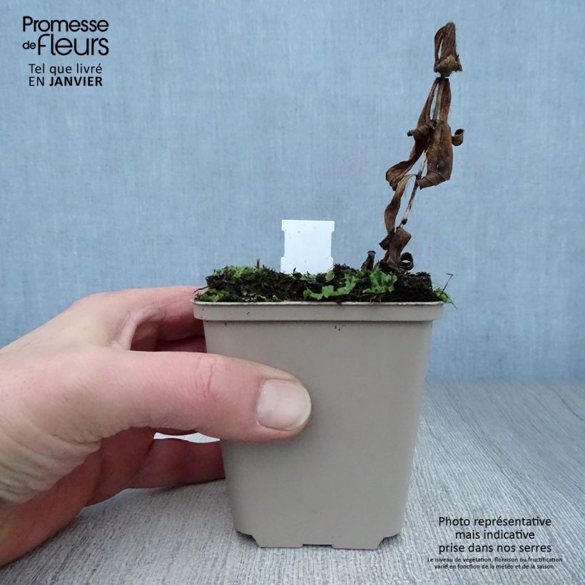 Exemplar von Spigelia marilandica Spigelia marilandica Kleine Töpfe von 8/9 cm wie im Winter geliefert