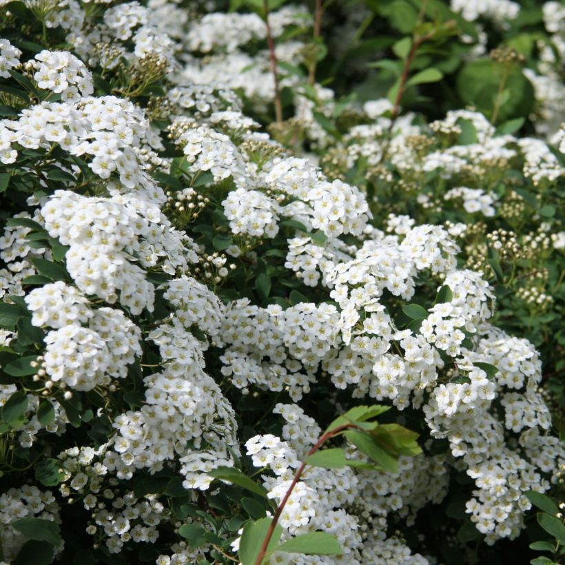 Braut-Spierstrauch Alba - Spiraea arguta (Flowering)