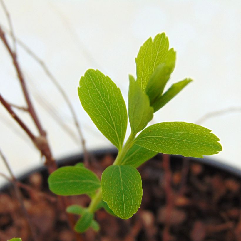 Braut-Spierstrauch Alba - Spiraea arguta (Foliage)