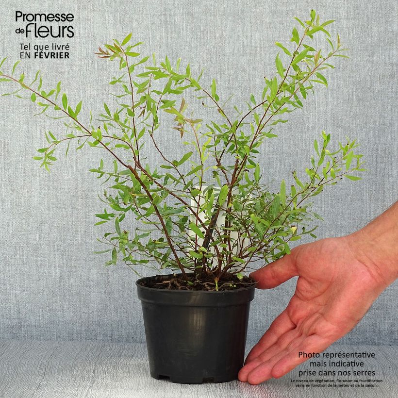 Example of Braut-Spierstrauch Alba - Spiraea arguta Topf mit 1L/1,5L as you get in automne