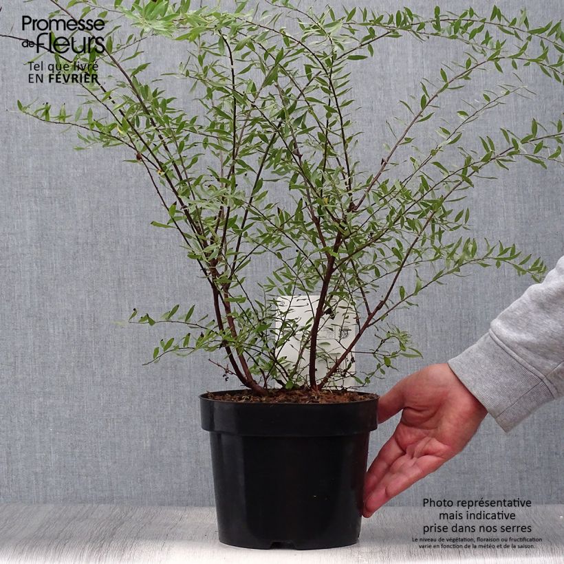 Example of Braut-Spierstrauch Alba - Spiraea arguta Topf mit 3L/4L as you get in automne