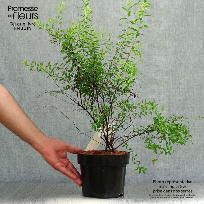 Exemplar von Braut-Spierstrauch Alba - Spiraea arguta Topf mit 3L/4L wie im Sommer geliefert